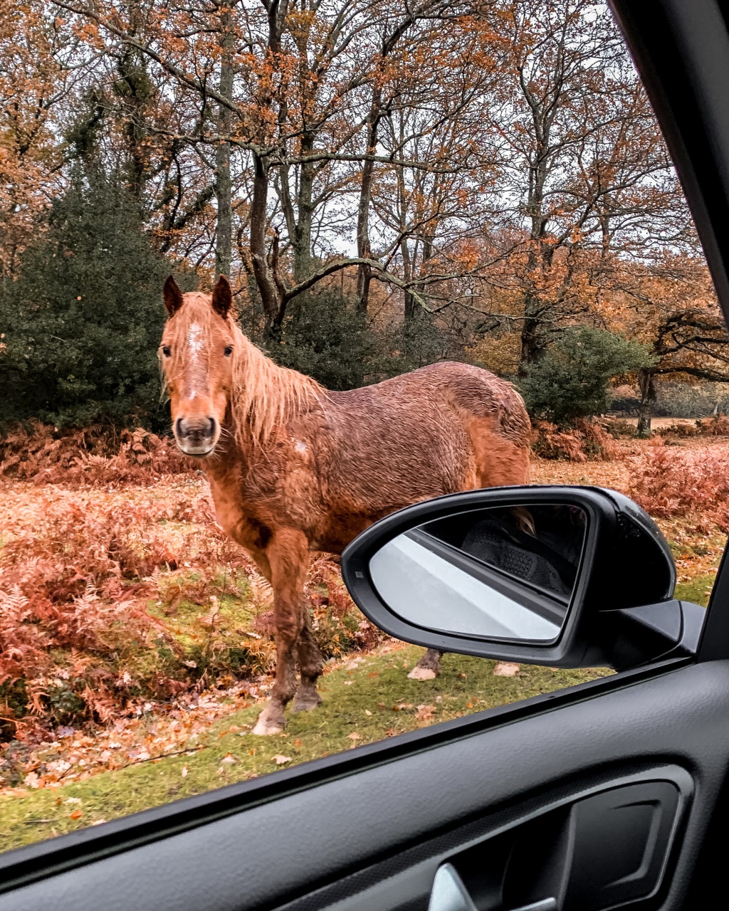 Five Things to do in The New Forest