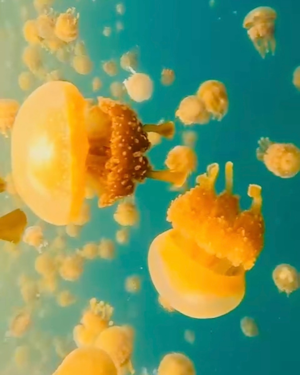 Swimming with Stingless Jellyfish – Everything you Need to Know